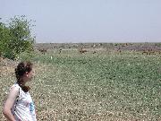 Elise and Gazelle(?)