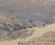 Baboons on the Hill