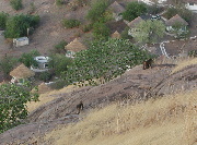 More Rock Baboons